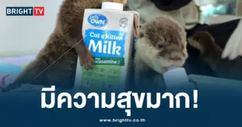ลูกนาก