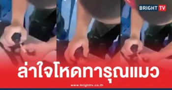 ทหารจุดบุหรี่ลูกแมว