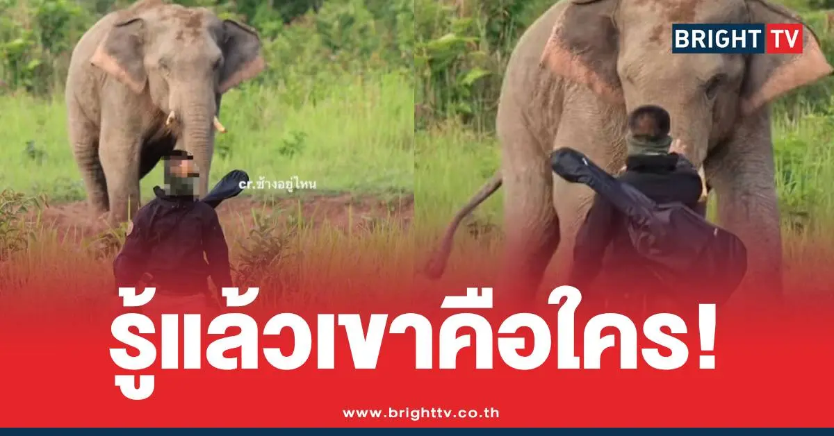ช้างป่าเขาใหญ่ทหารคลั่ง