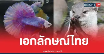 6 เอกลักษณ์ประจำชาติ