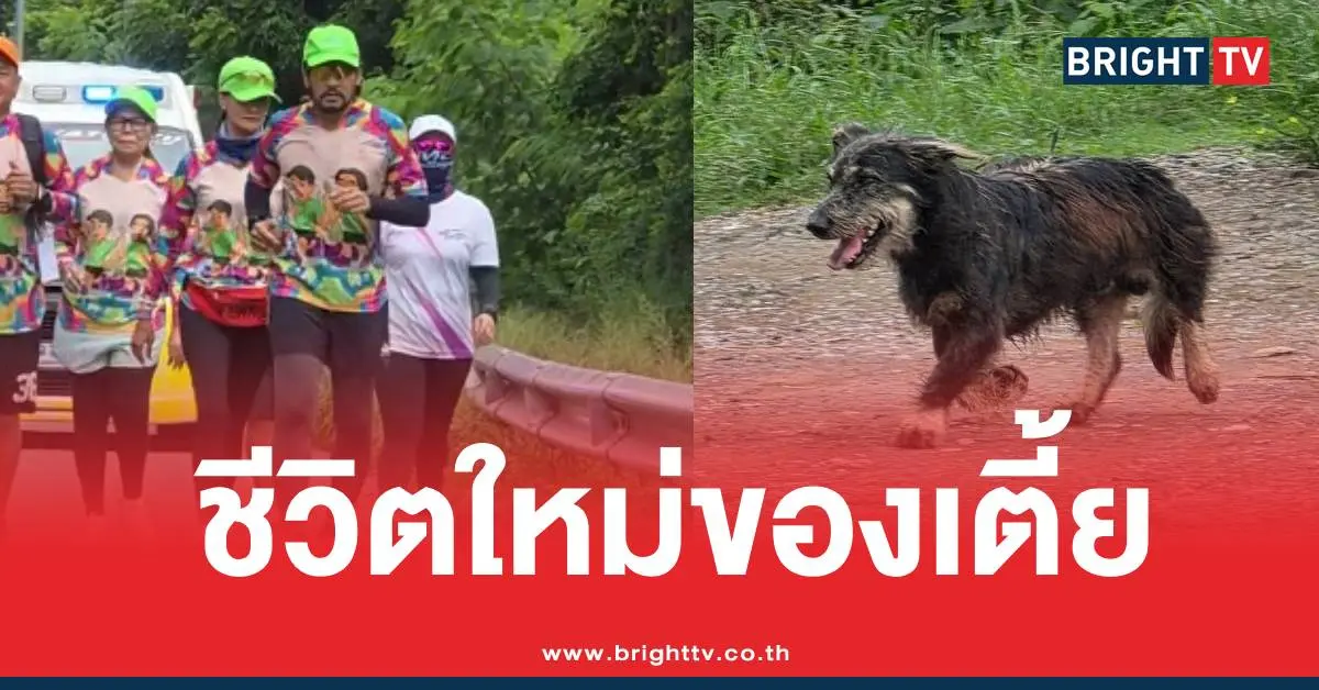 เตี้ยลำตะคองท็อปไทด์