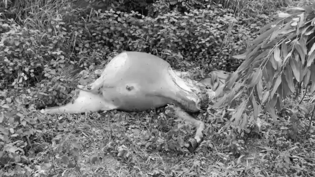 โจรกระสือ ขโมยวัว จังหวัดบุรีรัมย์ (1)