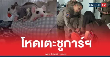 ทำร้ายชูการ์ไกลเดอร์