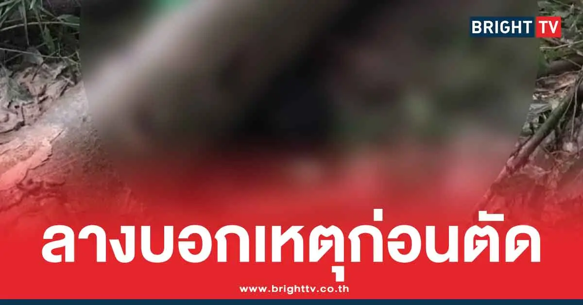 หนุ่มห้าว ตัดไม้ไม่ไหว้เจ้า