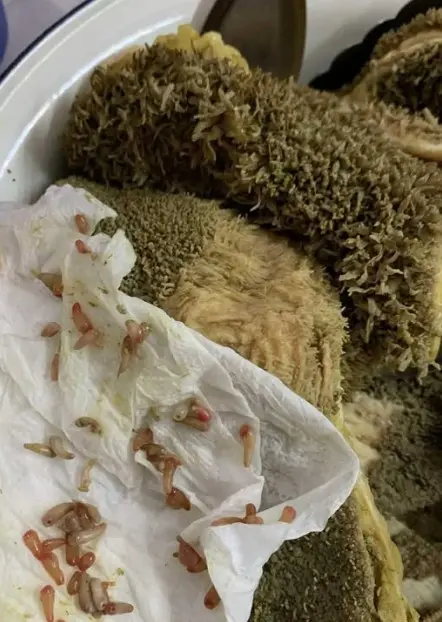 ตัวอะไรในผ้าขี้ริ้ว