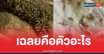 ผ้าขี้ริ้ววัวตัวอะไร