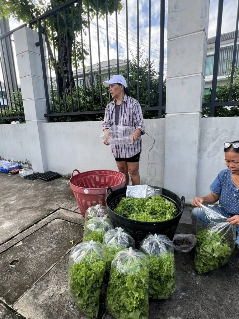 สุนารีขายผัก