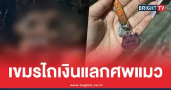 แมวหาย สุดท้าย เขมรย่างกิน