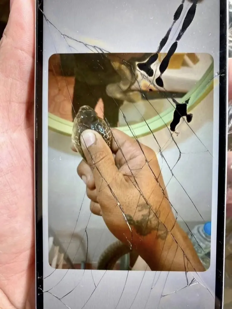 คลิปสุดท้ายเล่นกับงูเห่า ก่อน ดับปริศนา คาห้องพักโรงแรม