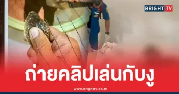 คลิปสุดท้ายเล่นกับงูเห่า
