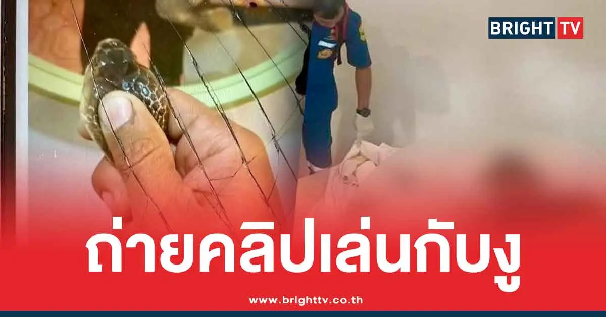 คลิปสุดท้ายเล่นกับงูเห่า