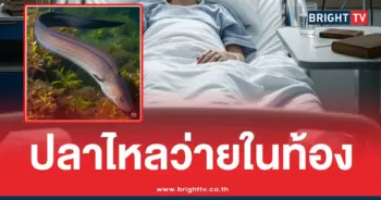 ปลาไหลเป็นๆว่ายในท้อง