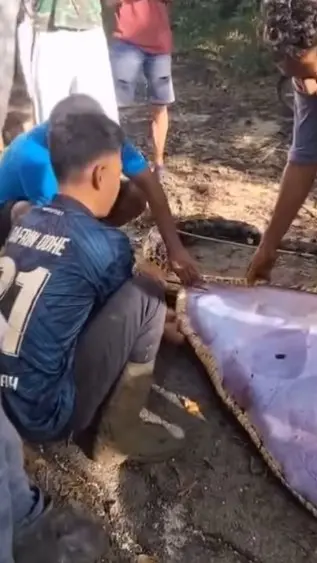 งูกินคน2