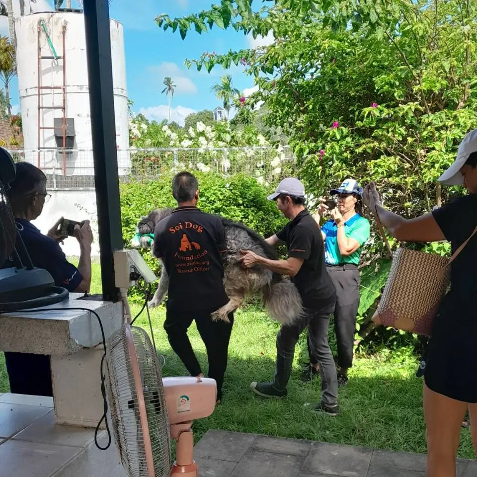 ฝังหมาไซบีเรียน3