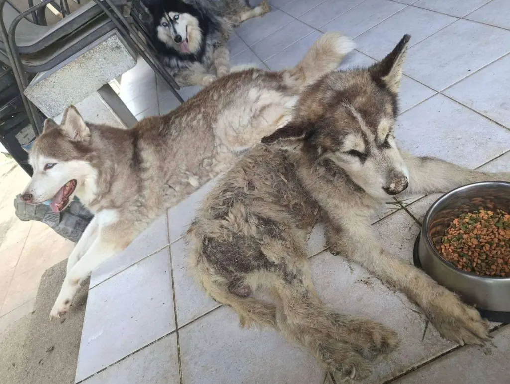 ฝังหมาไซบีเรียน2