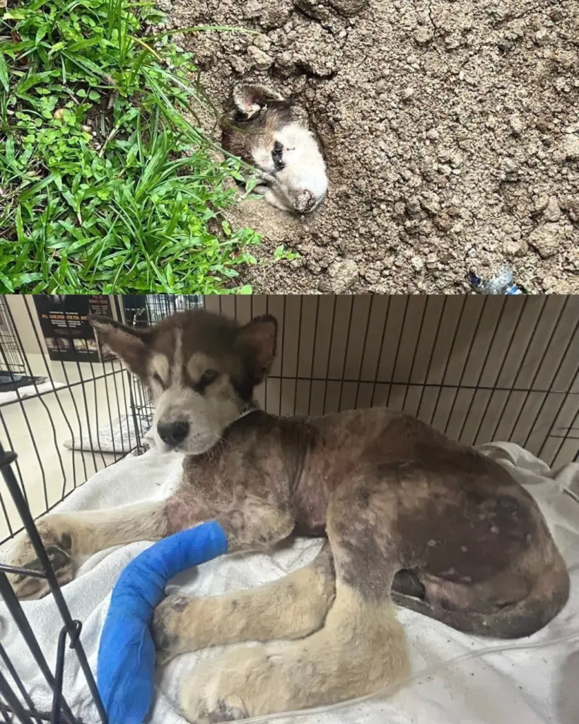 ฝังหมาไซบีเรียน4