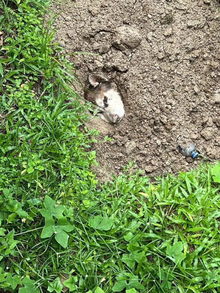 ฝังหมาไซบีเรียน1