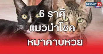 แมว31