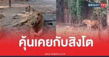 สวนสัตว์สิงโตซาฟารีเวิลด์