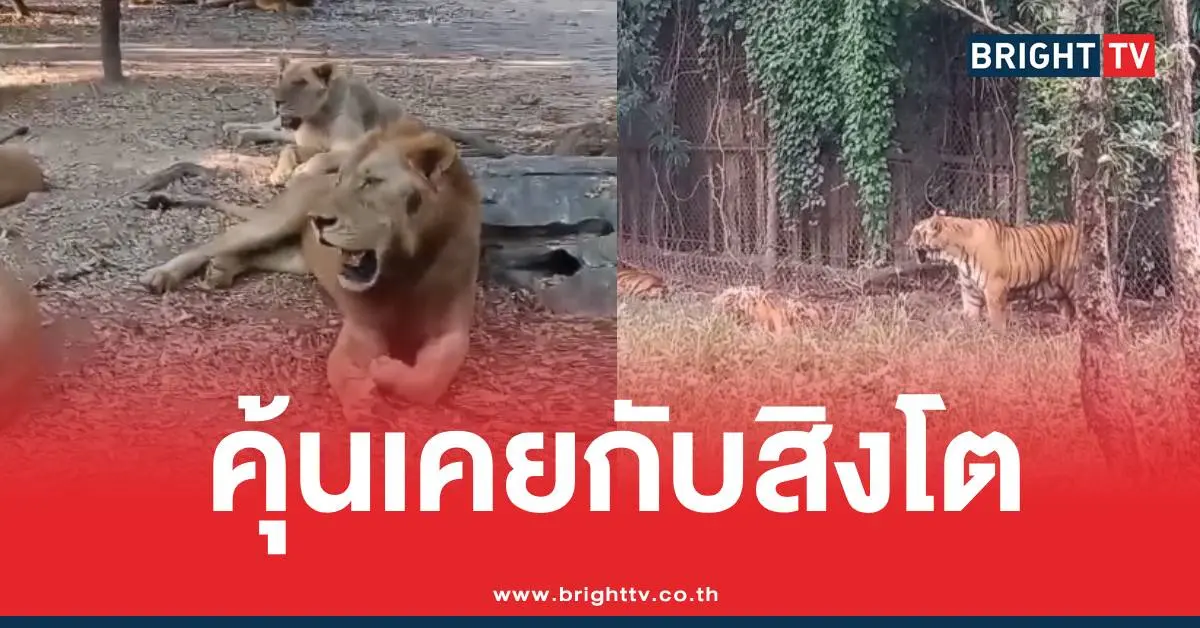 สวนสัตว์สิงโตซาฟารีเวิลด์