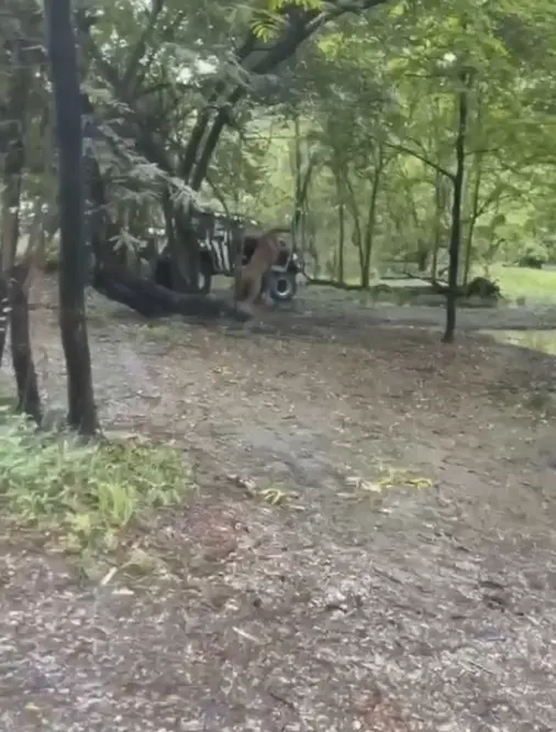 สิงโตขย้ำ