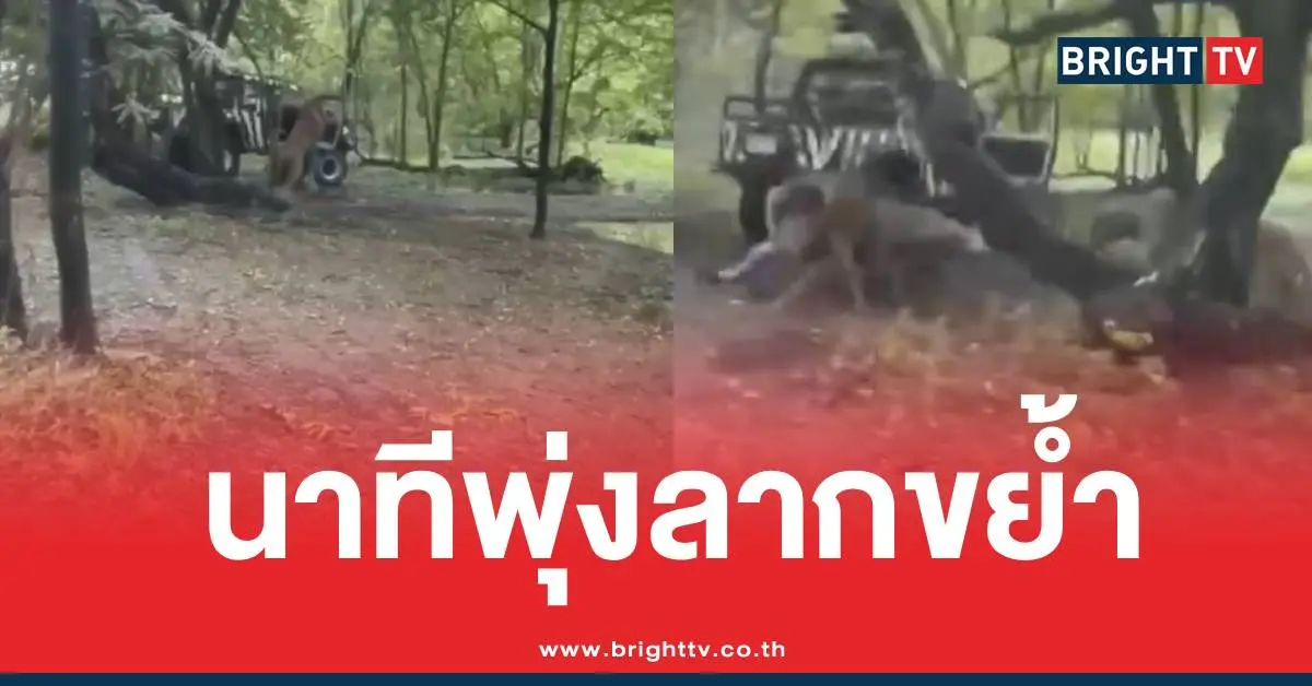 สิงโตขย้ำสวนสัตว์ซาฟารีเวิลด์