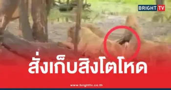 สั่งเก็บสิงโตขย้ำซาฟารีเวิลด์