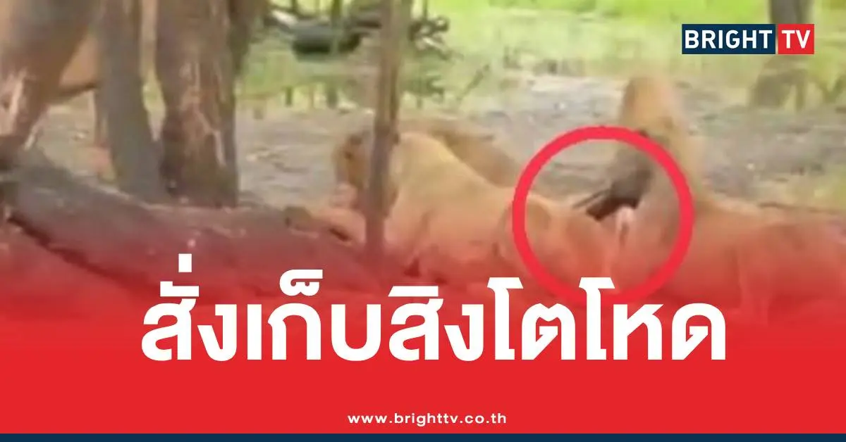 สั่งเก็บสิงโตขย้ำซาฟารีเวิลด์