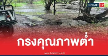 คุณภาพต่ำสิงโตเสือซาฟารีเวิลด์