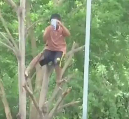 ปีนต้นไม้