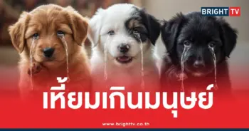 คว้านท้องลูกหมา