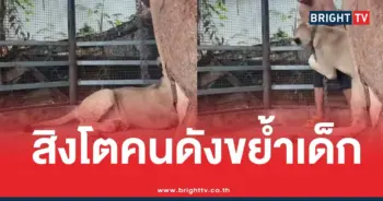 สิงโตอินฟลูหลุดกัดเด็ก