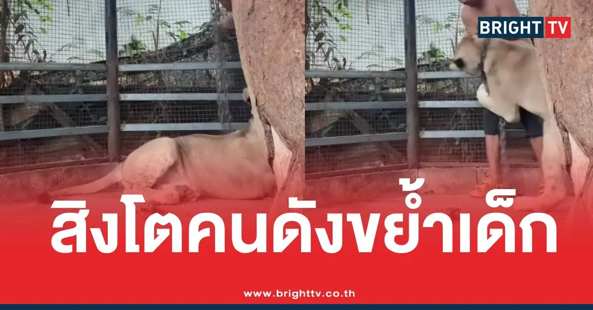 สิงโตอินฟลูหลุดกัดเด็ก