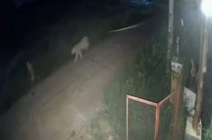 คลิปสิงโตหลุดกัดเด็ก2