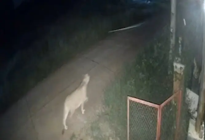 คลิปสิงโตหลุดกัดเด็ก