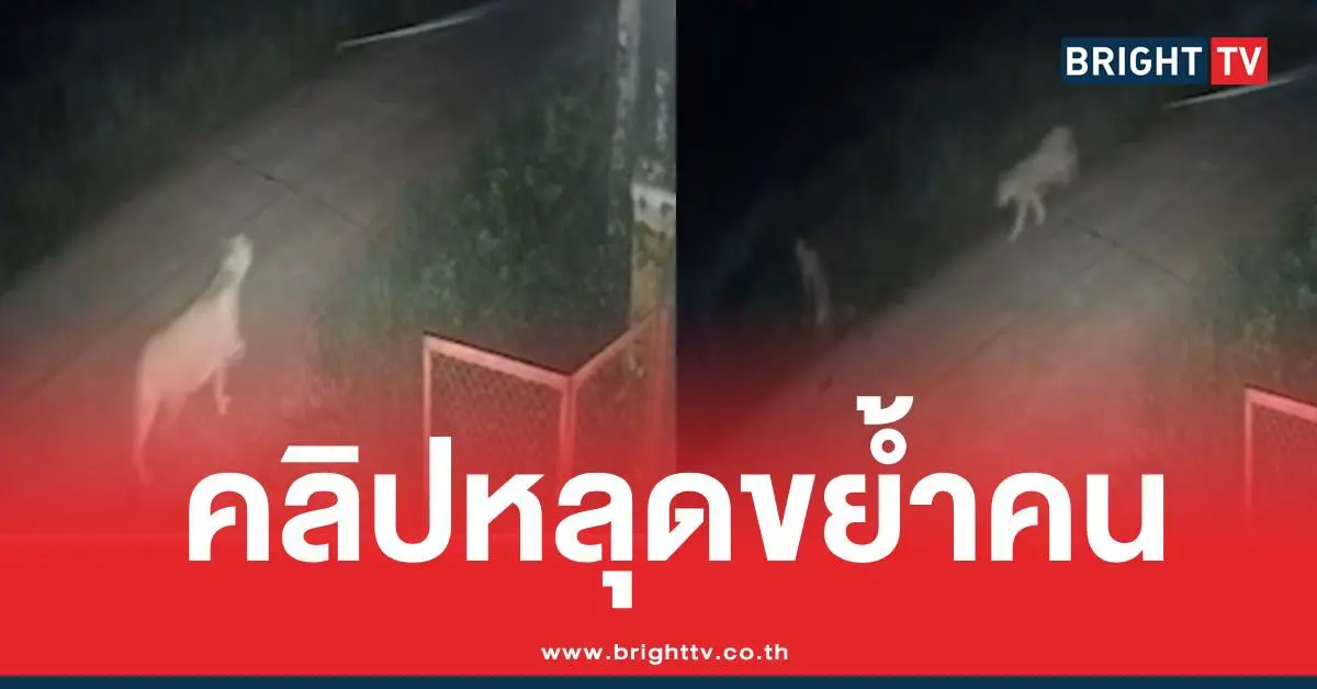 คลิปสิงโตหลุดกัดเด็ก