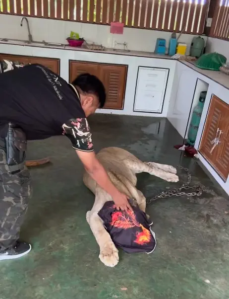 สิงโตย้าย3