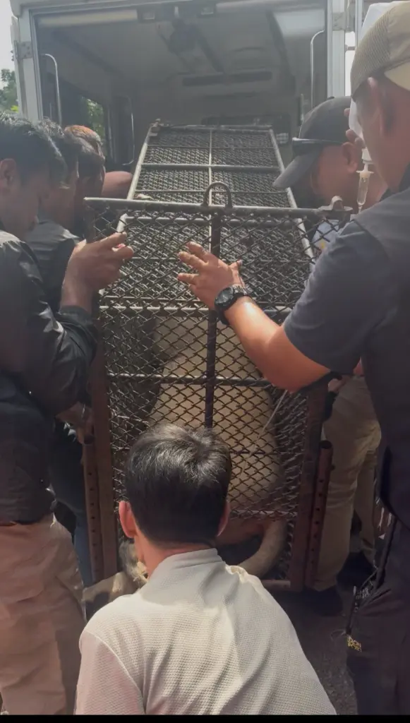 สิงโตย้าย