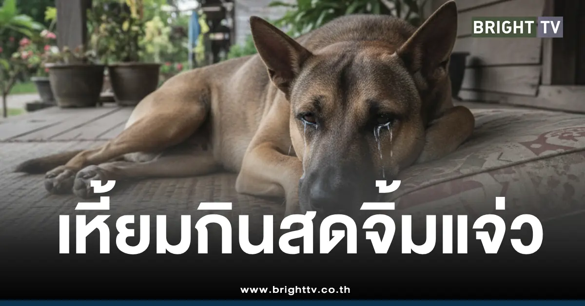 ฆ่าหมากินสดจิ้มแจ่ว