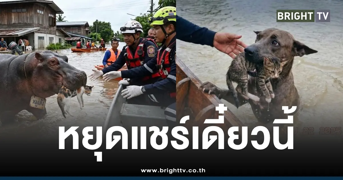 หยุดแชร์ภาพหมาคาบแมว