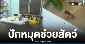 โพสต์ช่วยสัตว์น้ำท่วมหาดใหญ่