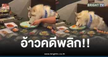 ไซบีเรียนกินข้าวบนโต๊ะอาหารคน