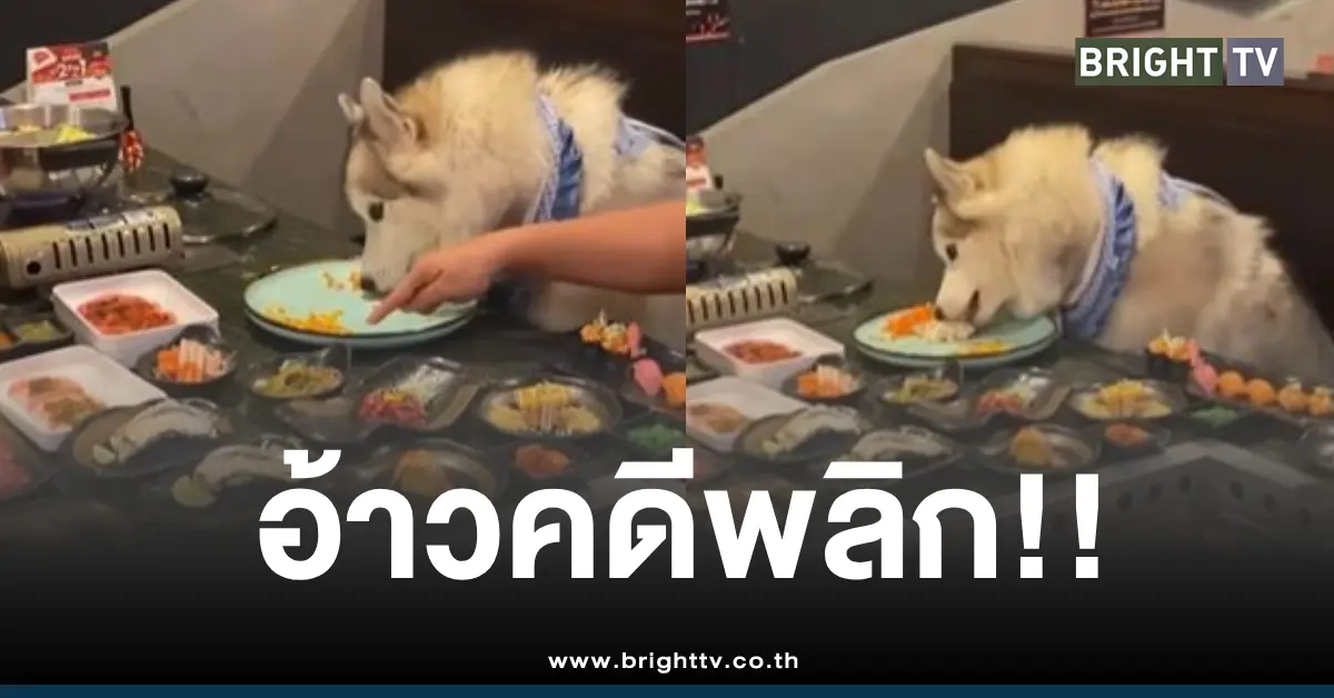 ไซบีเรียนกินข้าวบนโต๊ะอาหารคน