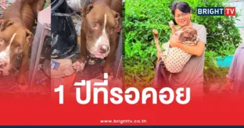 น้องสนิม อเมริกันบูลลี่