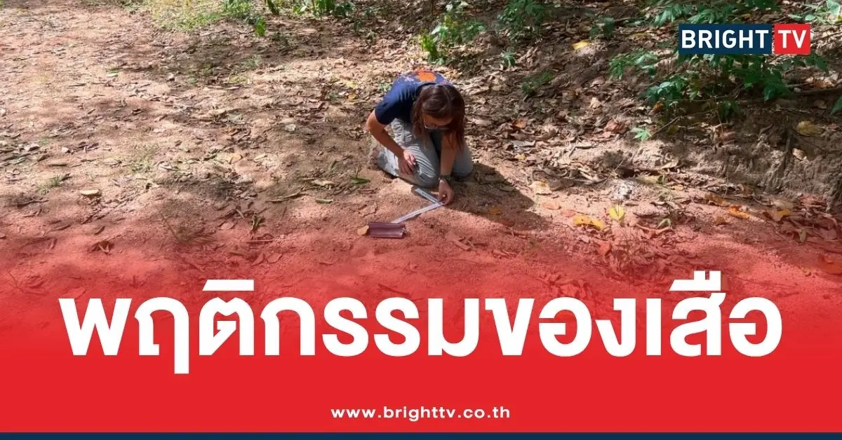 สาเหตุเสือโคร่งขย้ำเจ้าหน้าที่