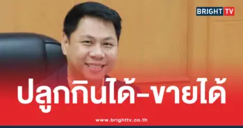 กะเพรา ปลูกกินได้