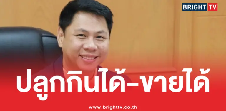 กะเพรา ปลูกกินได้