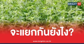 ปัญหาการจดทะเบียนพันธุ์กะเพรา