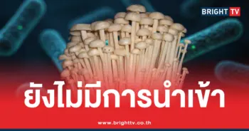 เห็ดเข็มทอง